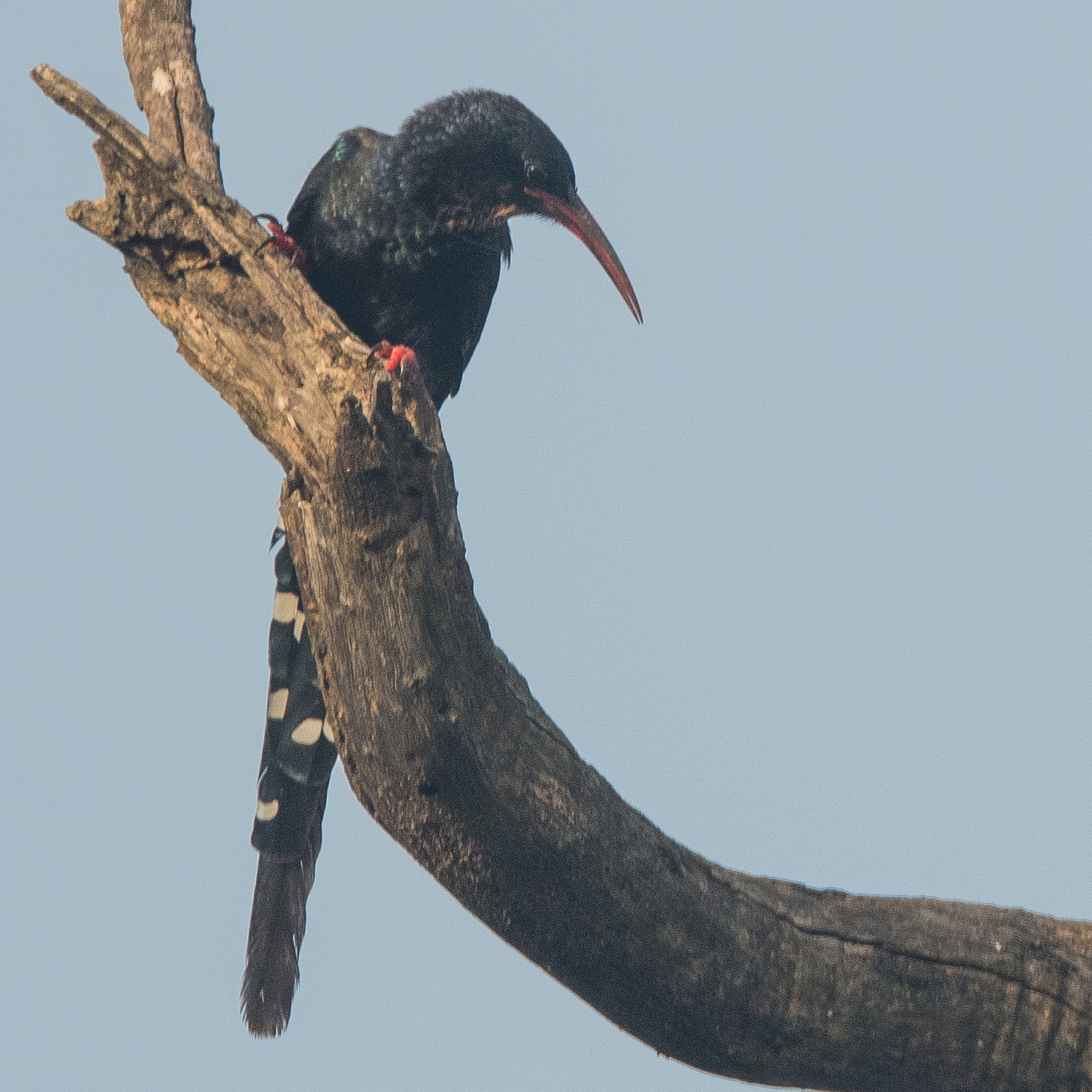 Irrisor moqueur adulte (Green wood-hoopoe, Phoeniculus purpureus), Réserve de Fathala,  Sénégal.